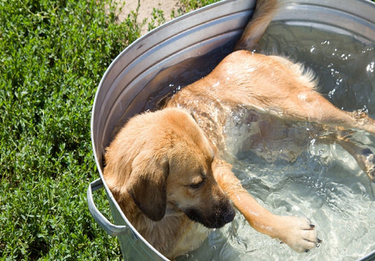 Tips to Cool Down Your Hot Dog