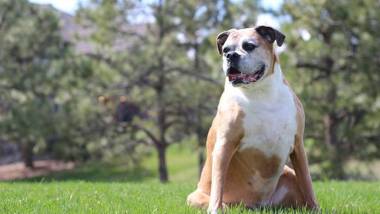 6 Human Foods To Help Your Dog Fight Inflammation