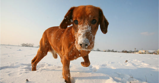 How To Manage Your Dog’s Arthritis During Winter’s Chill