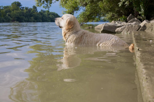 How to Tell if Your Dog is Overheating