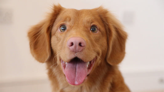 6 Treat-worthy Human Foods Your Dog Could Benefit from Eating