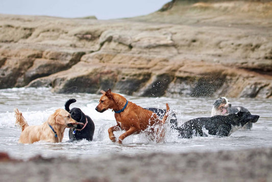 Top 5 Summertime Pet Safety Tips