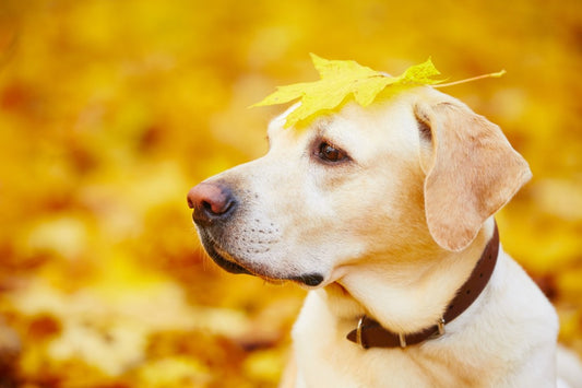 ActivPhy Tips to protect your dog as the seasons change