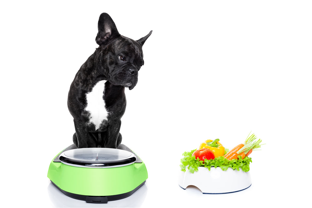 Weight Management for the Overweight and Obese Pet