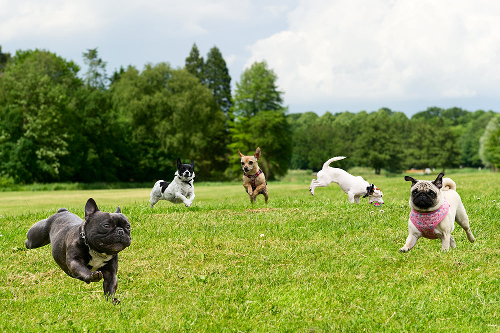 Addressing the Needs of Highly Active Dogs