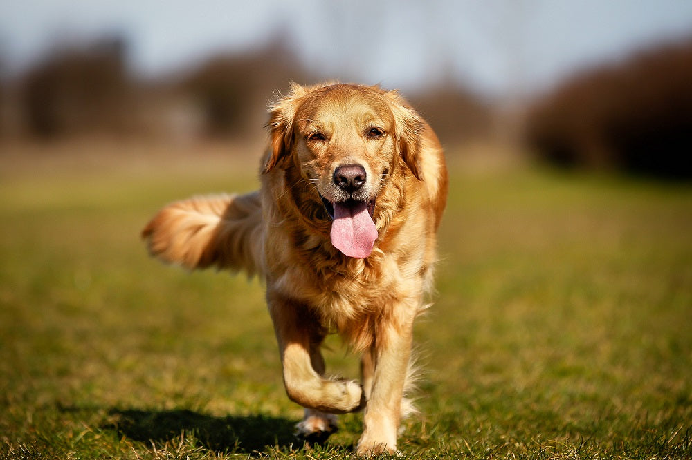 Tips to Prevent Your Dog from Overheating
