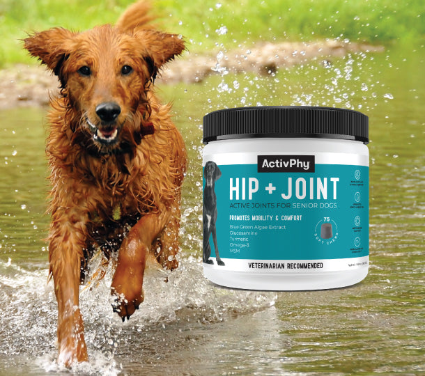 Joint active 2024 for dogs